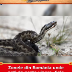 Zonele din România unde poți da peste vipere. Cele mai riscante locuri
