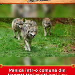 Panică într-o comună din Neamț! Mai mulți lupi i-au speriat pe localnici!