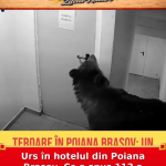 Urs în hotelul din Poiana Brașov. Ce a spus 112 a stârnit panică