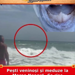 Pești veninoși și meduze la Marea Neagră. Ce risc există pe plajă