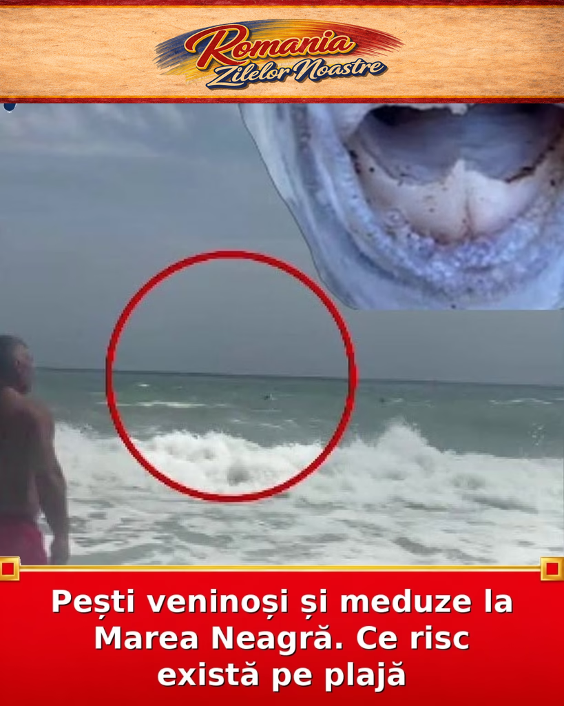 Pești veninoși și meduze la Marea Neagră. Ce risc există pe plajă