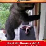 Ursul din Buzău a dat 8 spargeri. Ce a făcut într-o casă locuită