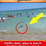 Delfin rănit, adus la mal în Costinești. Ce au văzut turiștii