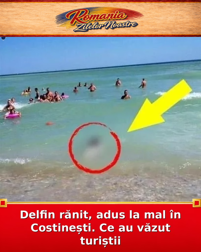 Delfin rănit, adus la mal în Costinești. Ce au văzut turiștii