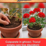 Cuișoarele în ghiveci. Trucul simplu care ține dăunătorii departe