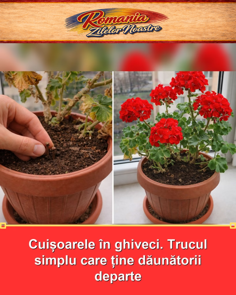 Cuișoarele în ghiveci. Trucul simplu care ține dăunătorii departe
