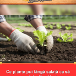 Ce plante pui lângă salată ca să scapi de dăunători